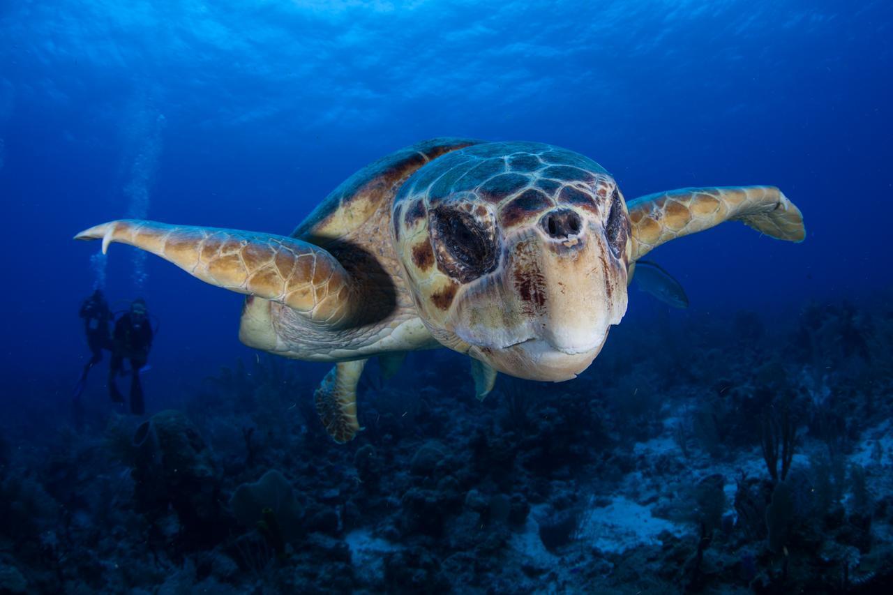 Turneffe Island Resort Turneffe Atoll Екстериор снимка